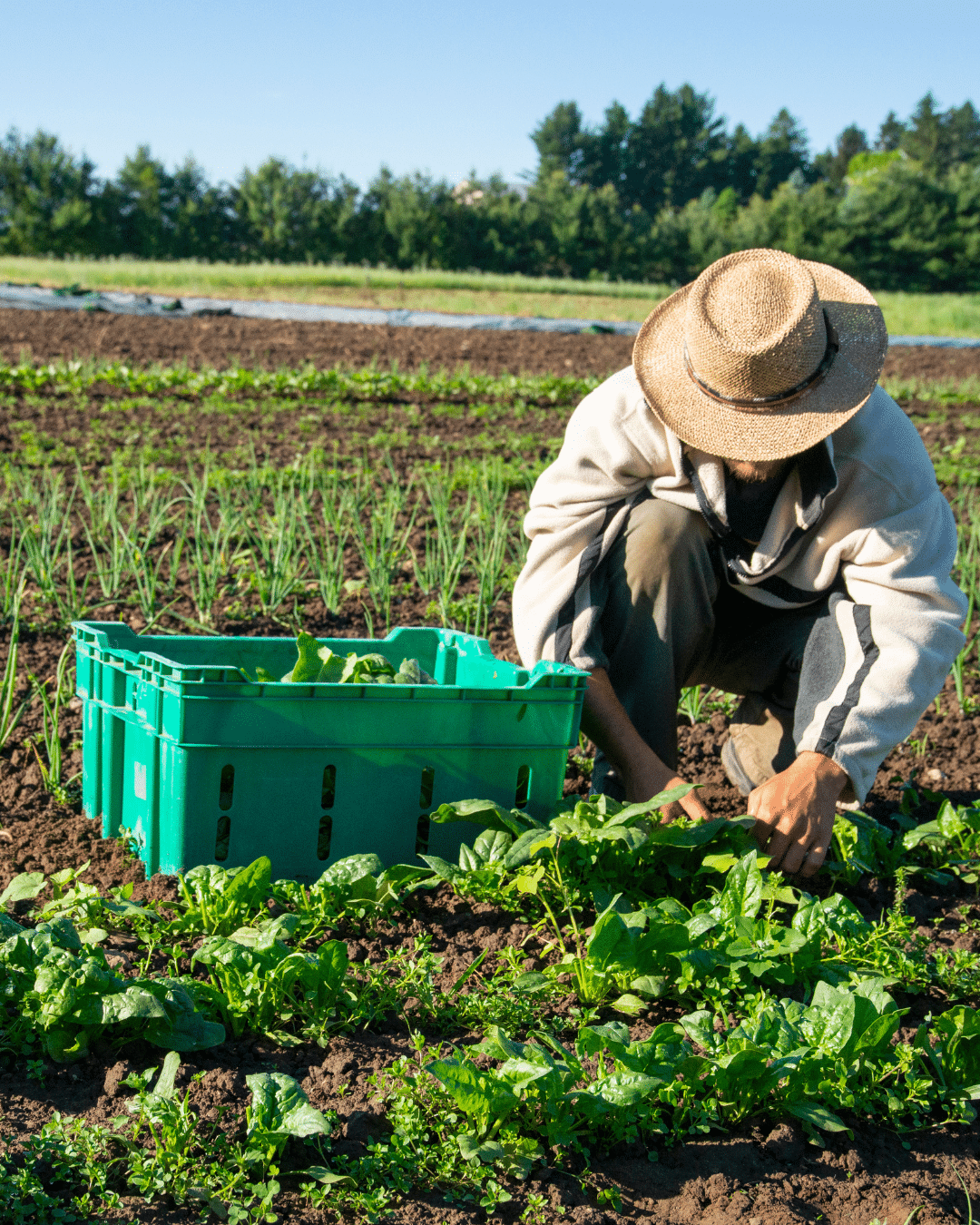 agricultura organica agricultor colhendo hortalicas