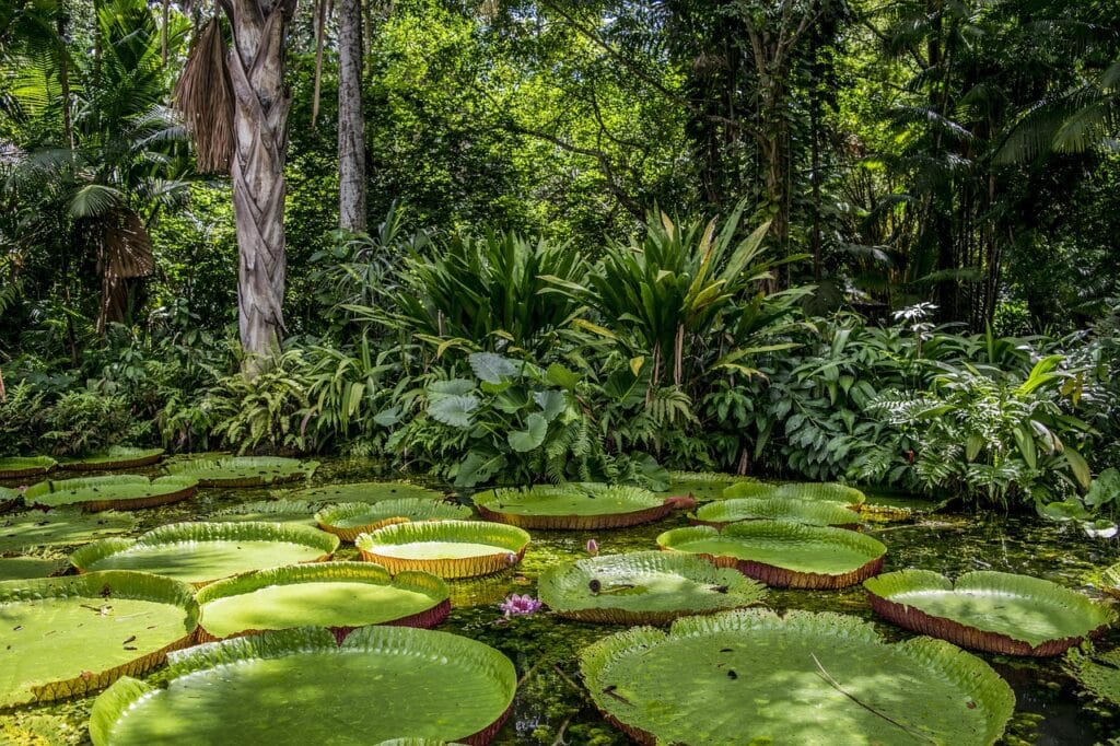 diversidade floresta amazônica rio árvores 