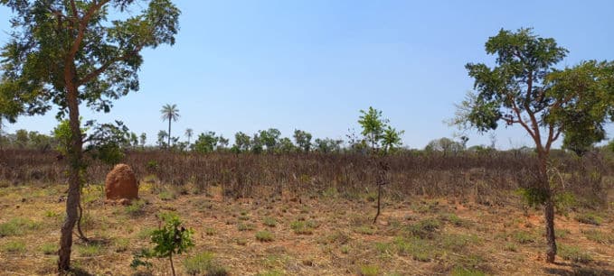 parque sucupira cegafi compensa carbono