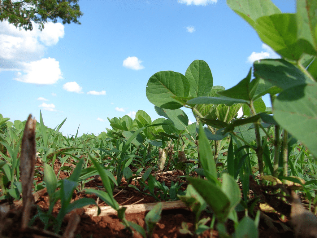 plantação céu azul 