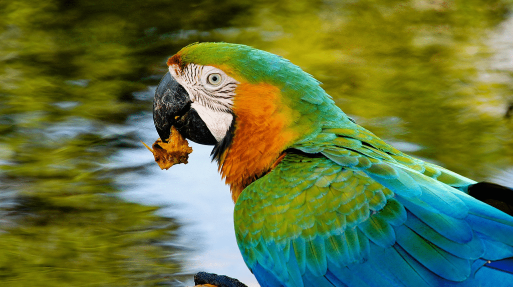 papagaio comendo fruta 