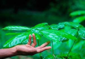 planta em fundo desfocado com uma mão