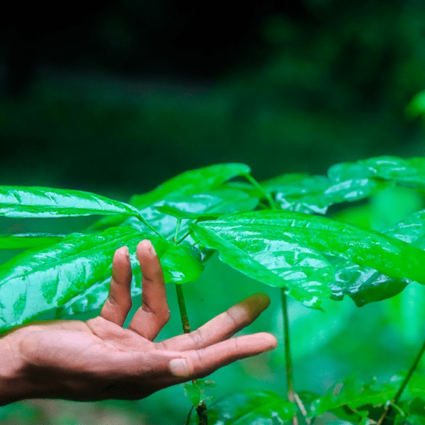 planta em fundo desfocado com uma mão